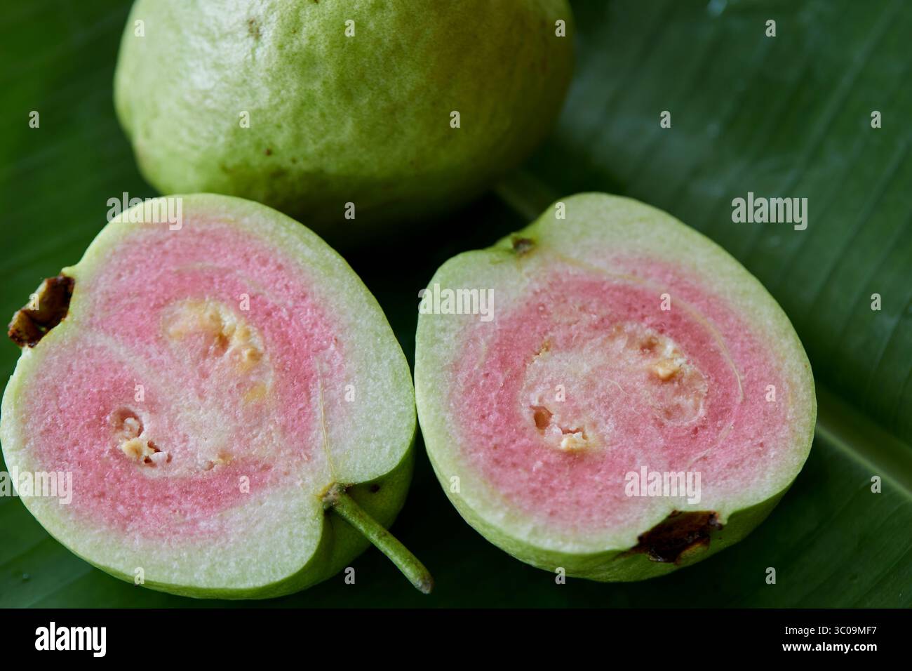 Vista ravvicinata della guava matura sulla foglia Foto Stock