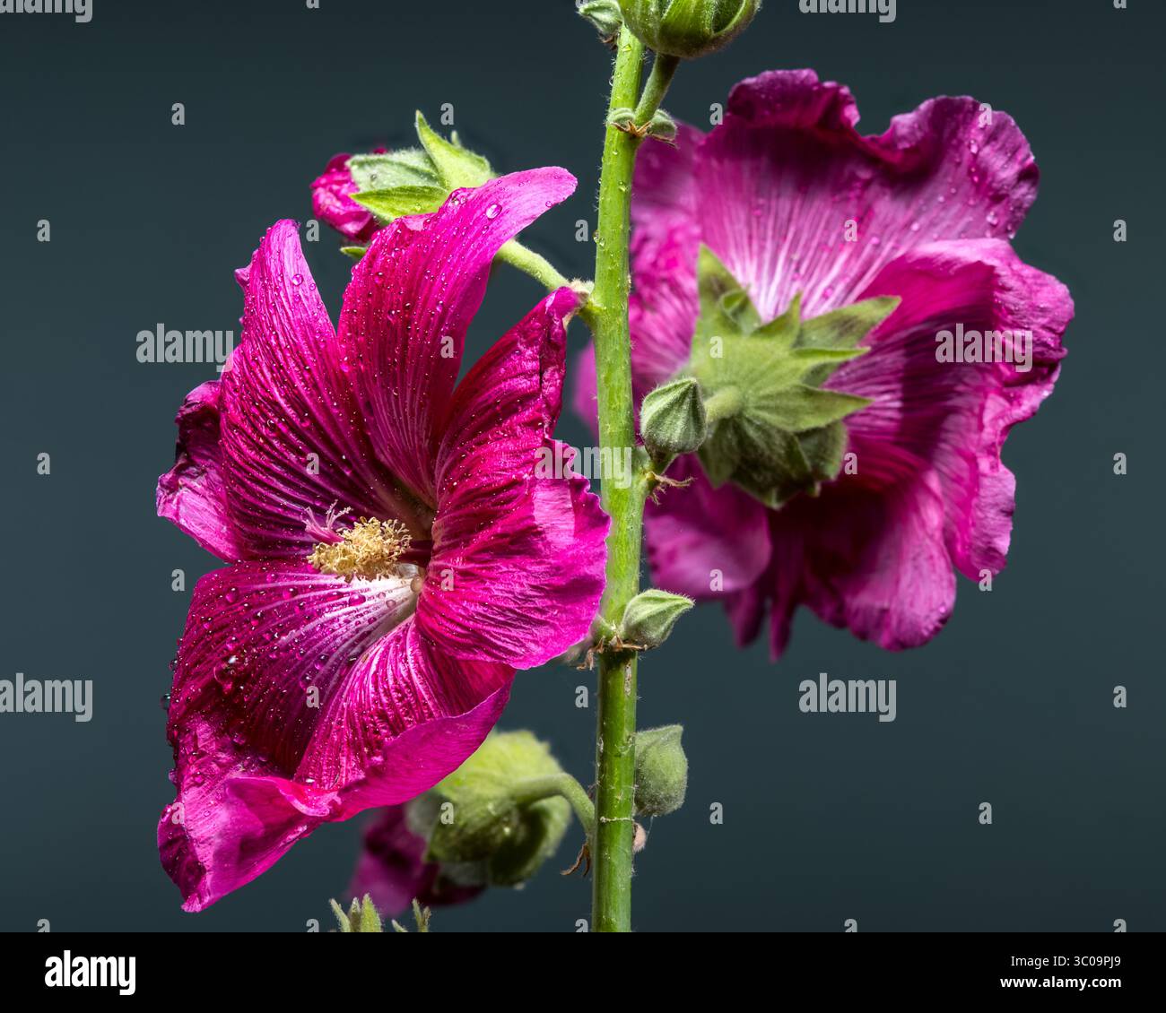 Fiori di malva rosa su sfondo grigio Foto Stock
