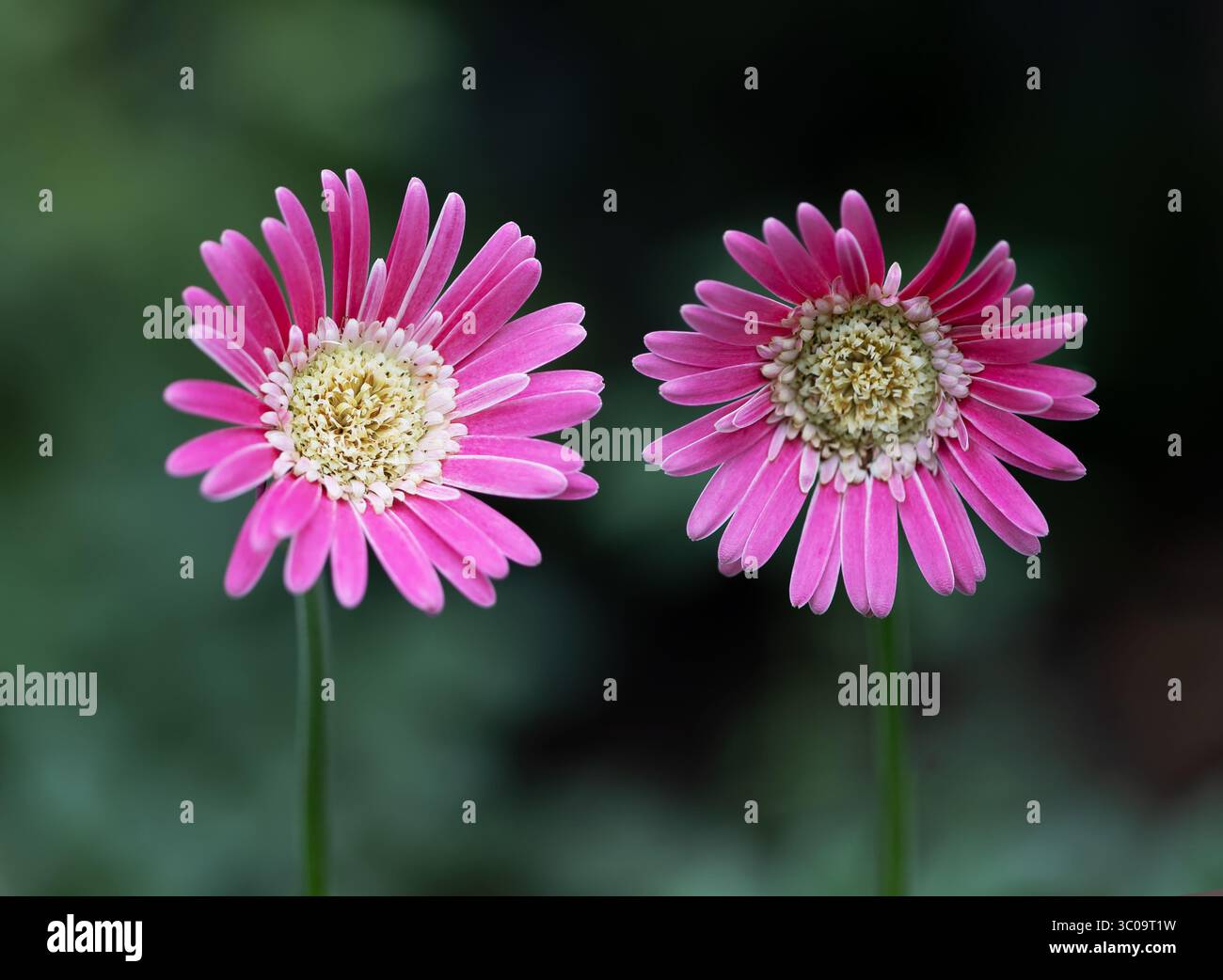 Due margherite Gerbera rosa scuro in giardino Foto Stock