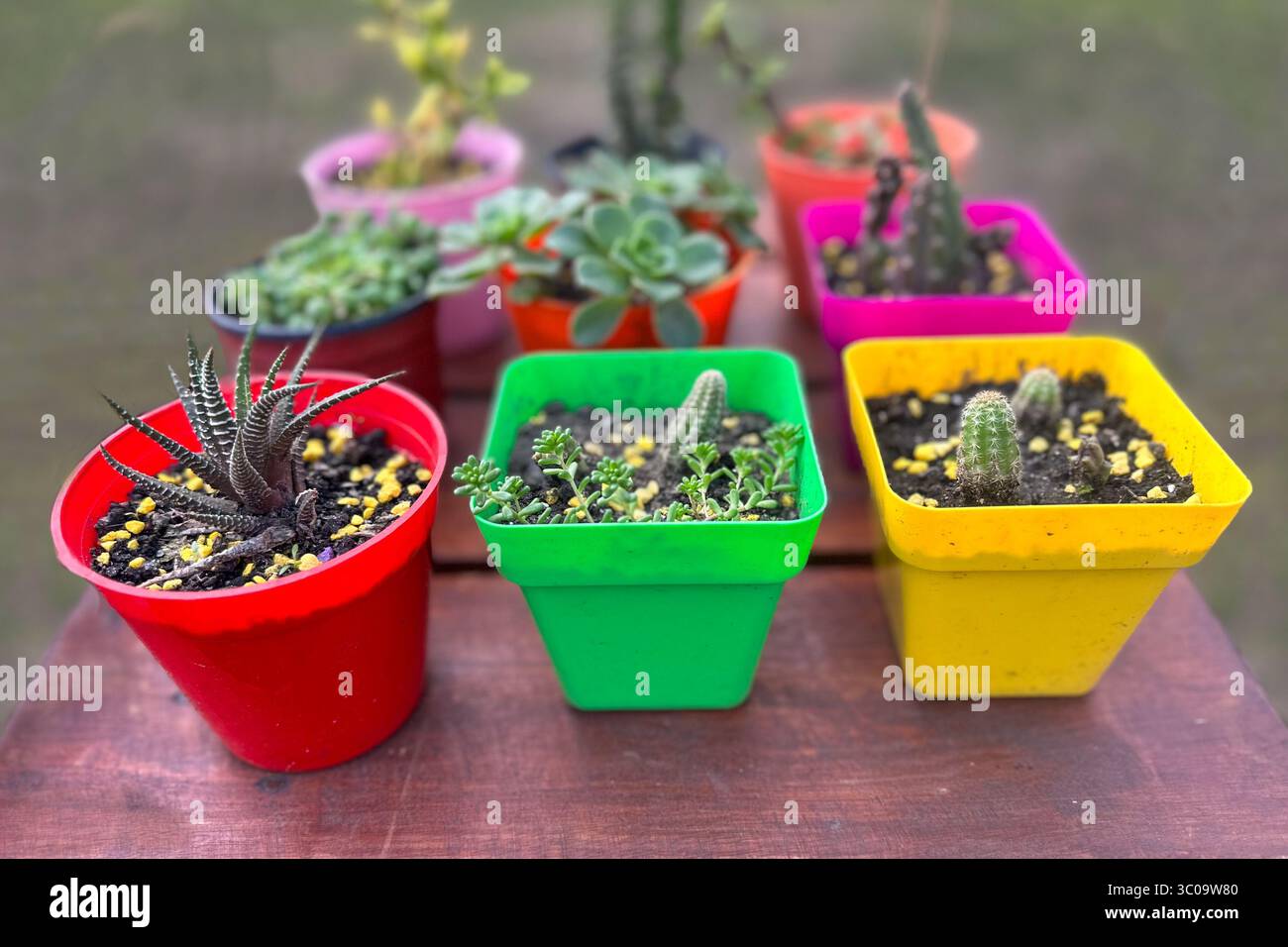 Piccoli e graziosi cactus in vasi colorati con pietre di ghiaia, piante decorative da interno ed esterno Foto Stock