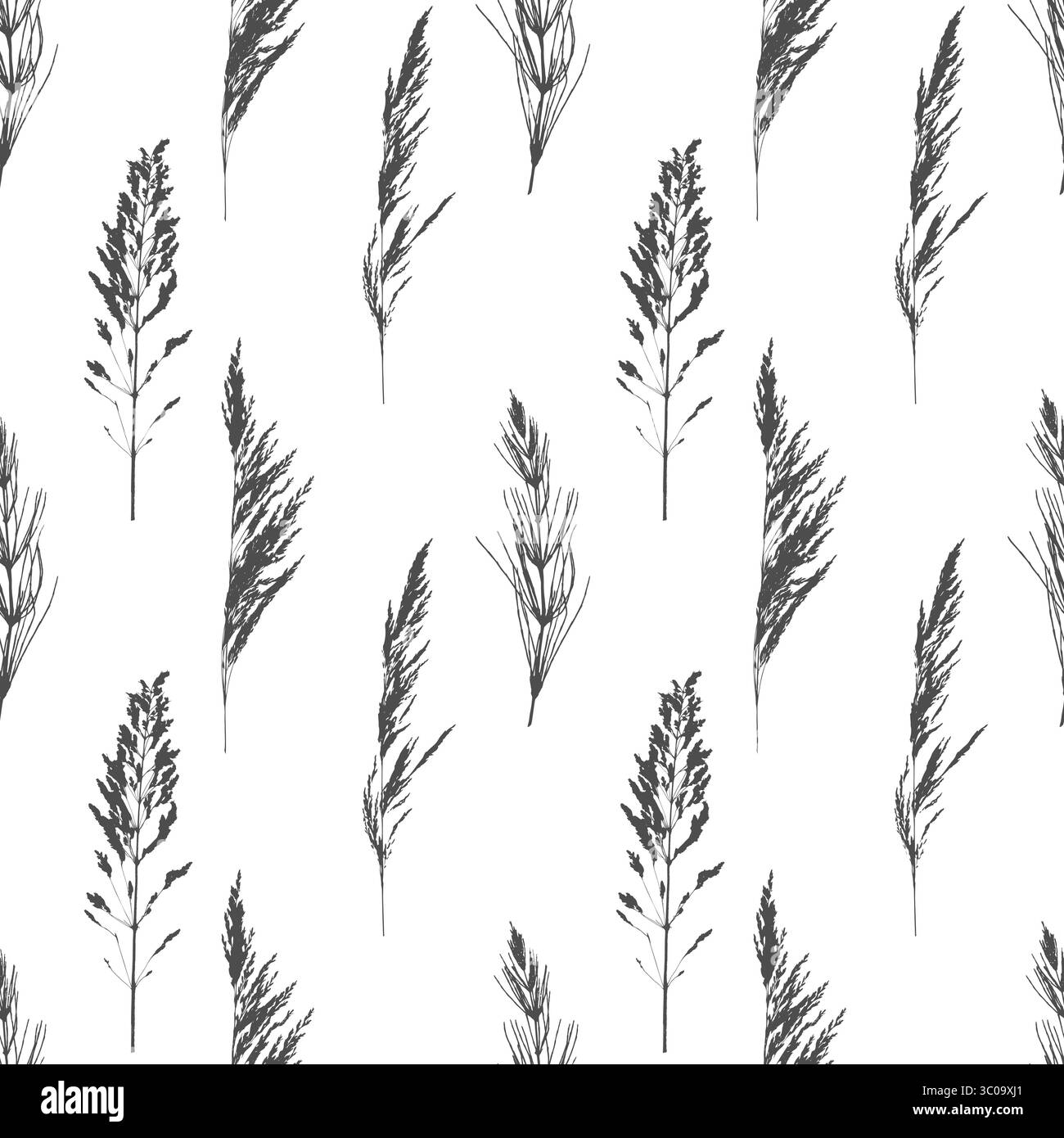 Schema con cereali Meadow bluegrass, Calamagrostis acutiflora. Silhouette scure di ramoscelli stampati su sfondo bianco. Illustrazione vettoriale Illustrazione Vettoriale