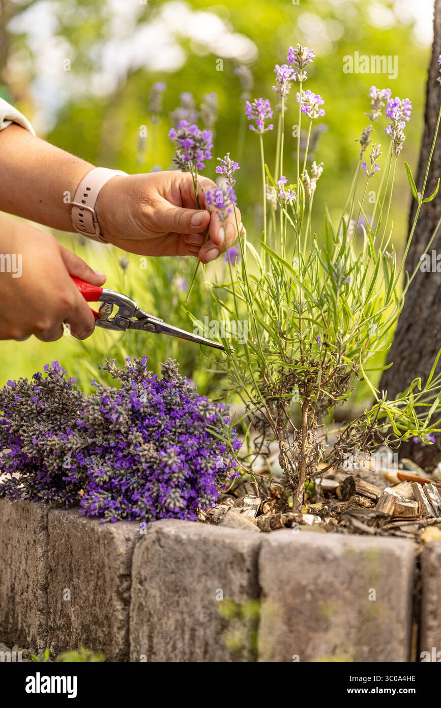 Donna che raccoglie fiori freschi di lavanda in un giardino soleggiato, godendo del profumo e della bellezza della natura Foto Stock