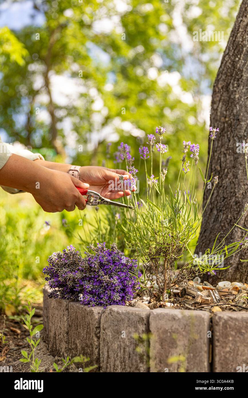 Giardiniere che raccoglie fiori di lavanda in un giardino soleggiato Foto Stock