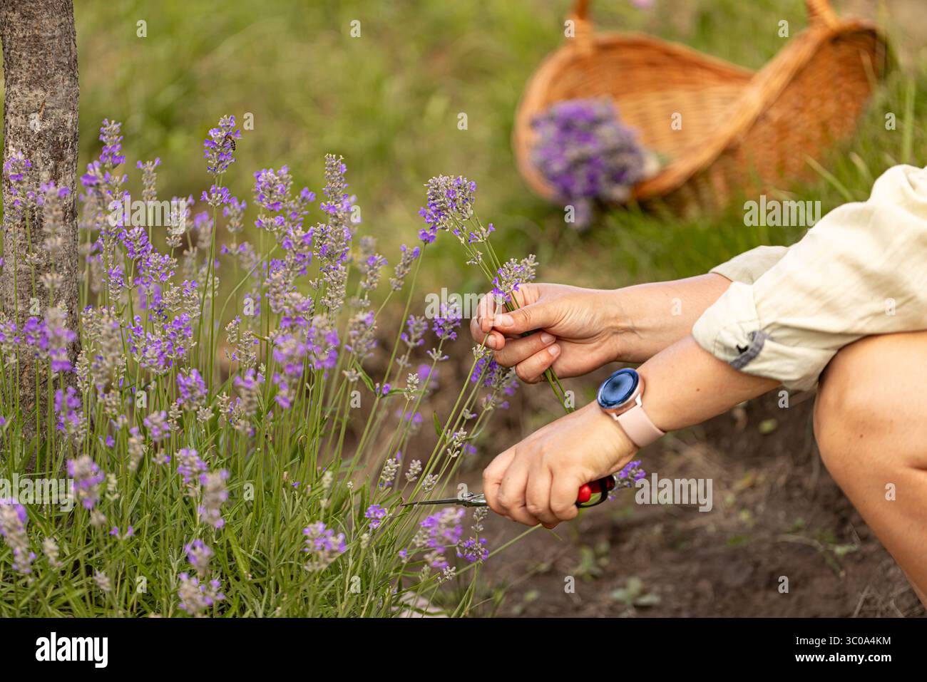 Donna che raccoglie fiori di lavanda con forbici nel campo in fiore Foto Stock