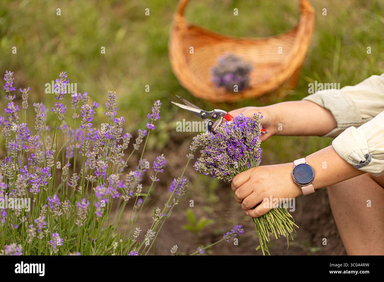 Il giardiniere taglia i fiori di lavanda con le forbici, tiene un bouquet e si prepara a metterli in un cestello di vimini Foto Stock