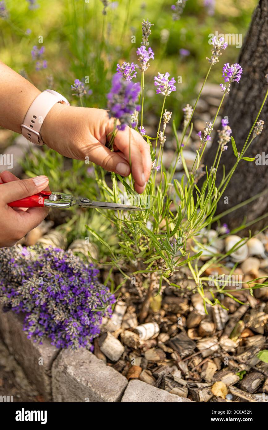 Primo piano del giardiniere che raccoglie fiori di lavanda in un giardino soleggiato Foto Stock