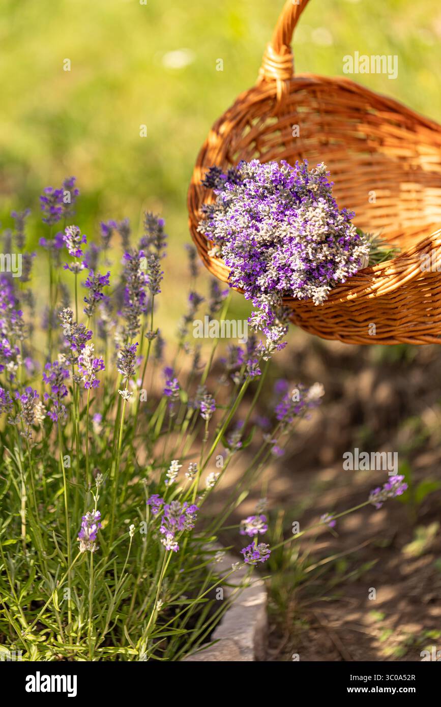 Il cestino di vimini è pieno di fiori di lavanda appena raccolti Foto Stock