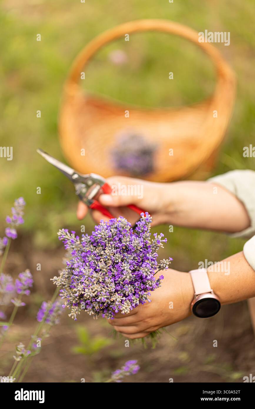 Primo piano del bouquet di fiori di lavanda appena tagliati Foto Stock