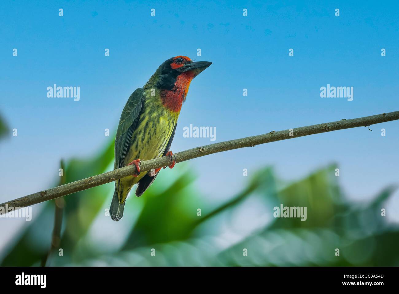 Close-up coppersmith barbet sulla filiale Foto Stock Close-up coppersmith barbet sulla filiale Foto Stock