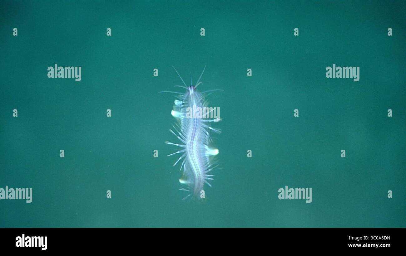 4 dicembre 2017 - Okeanos Explorer, LOUISIANA, Stati Uniti d'America - Una policheta scaleworm che nuota appena sopra il fondale marino a 2200 metri durante la ricerca in alto mare della spedizione Okeanos Explorer del Golfo del Messico 2017 4 dicembre 2017 nel Golfo del Messico. La combinazione delle sue ondulazioni e delle onde scintillanti delle sue pale simili a remi che la guidano attraverso l'acqua era positivamente ipnotica. (Immagine di credito: © NOAA via cavo ZUMA) Foto Stock