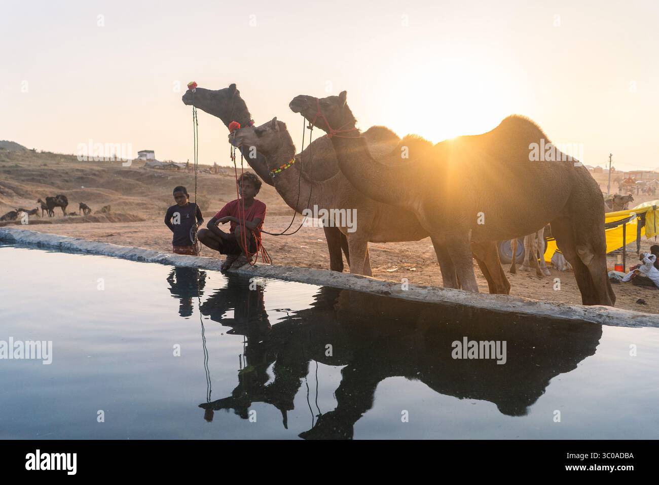 Pushkar Camel Fair, 2024, Rajasthan, India Foto Stock