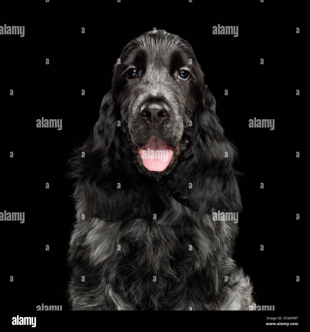 Un allegro cocker spaniel inglese nero è comodamente seduto su un solido sfondo nero, con la sua lingua giocosamente in giro, che sembra gioiosa Foto Stock