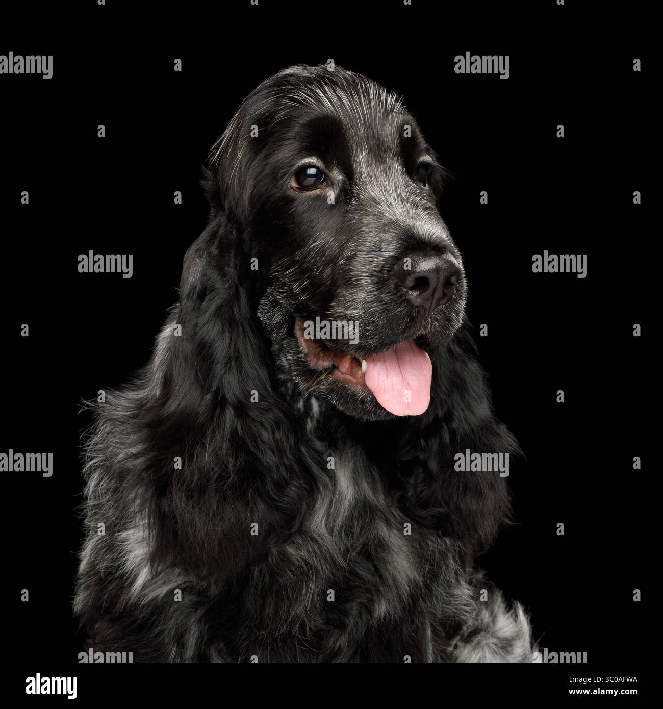 Un allegro cocker spaniel inglese nero è comodamente seduto su un solido sfondo nero, con la sua lingua giocosamente in giro, che sembra gioiosa Foto Stock
