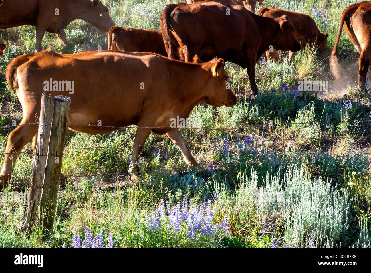 Il bestiame si muove lungo la linea di recinzione, passando per i fiori selvatici di lupino. Elk Mountains, Colorado. Foto Stock