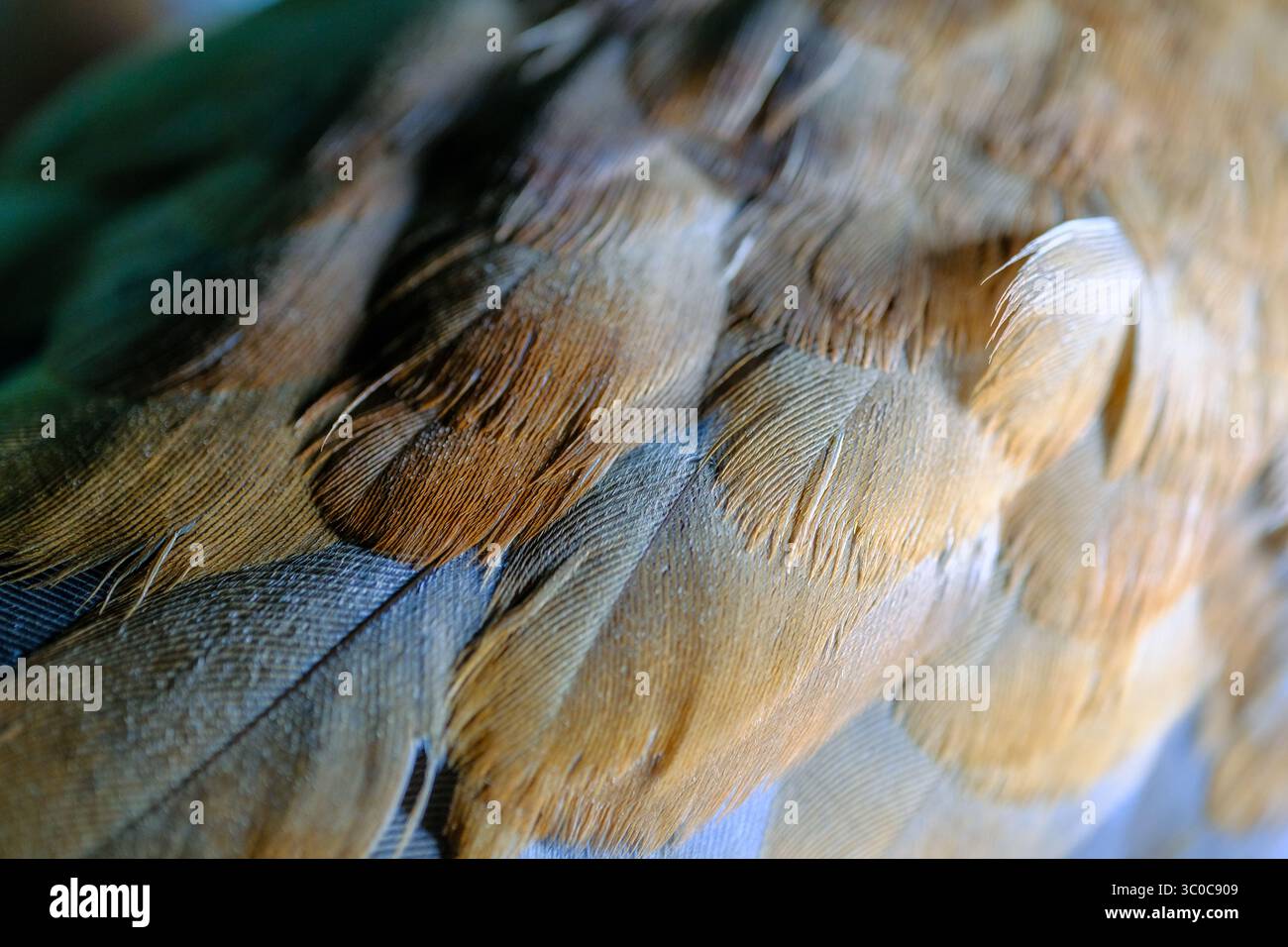 Primo piano di piume d'uccello marrone tenero e beige Foto Stock