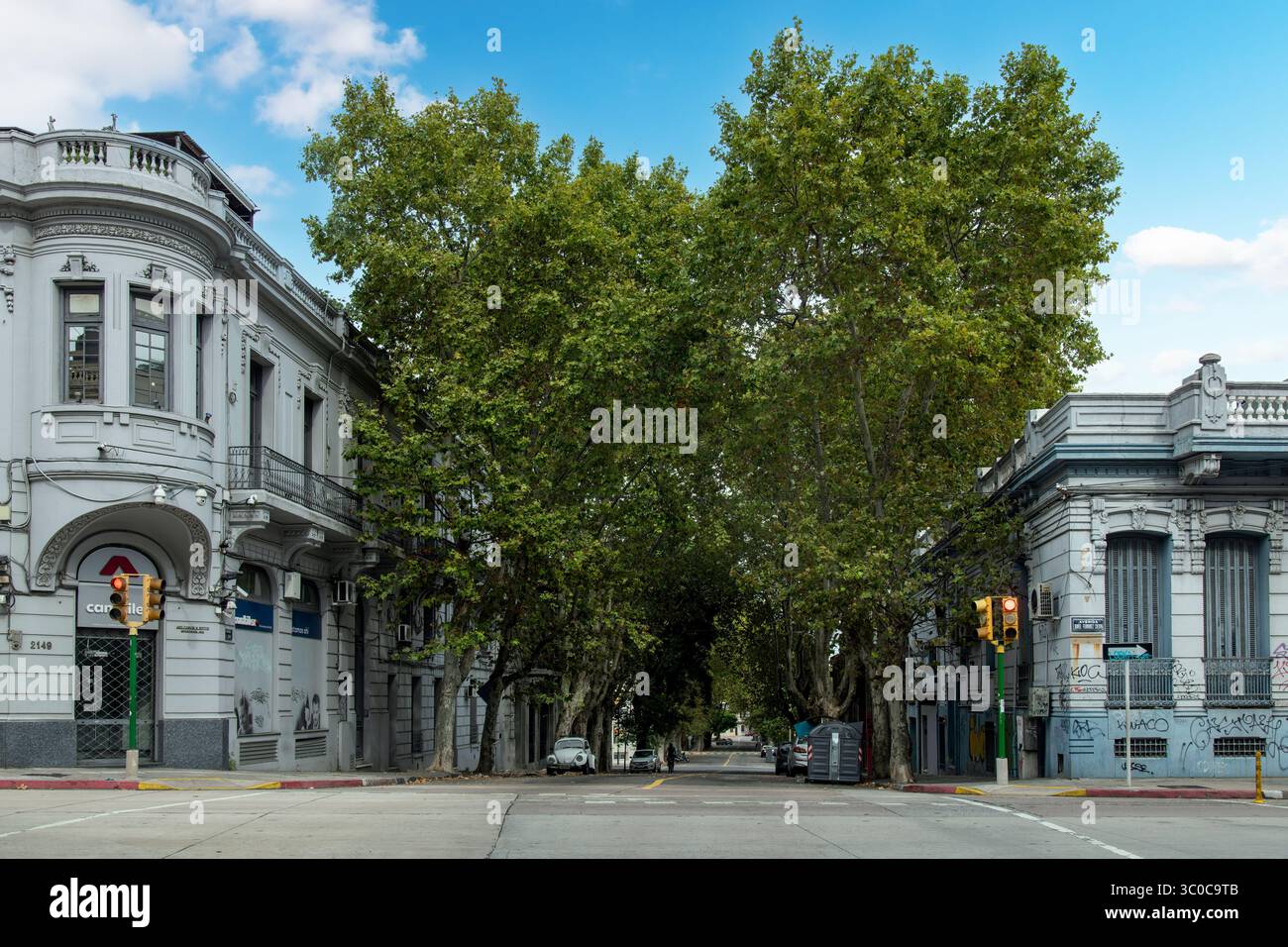 Montevideo, Uruguay - 30 marzo 2024; platano (platanus) costeggiato da caratteristici edifici coloniali nel centro storico della città Foto Stock
