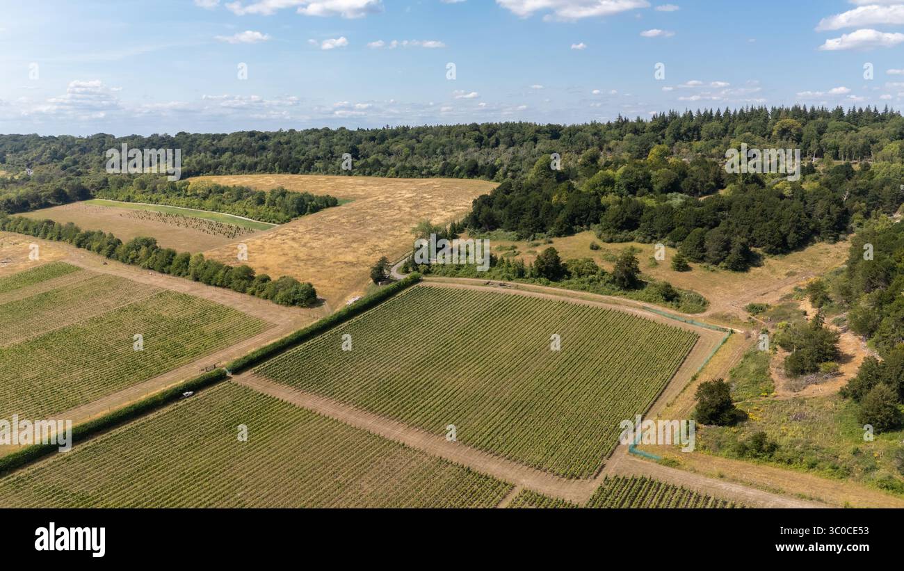 Vista aerea di vasti vigneti e campi dorati che incontrano i fitti e verdeggianti boschi sotto un cielo luminoso, Guildford, Inghilterra, Regno Unito. Foto Stock