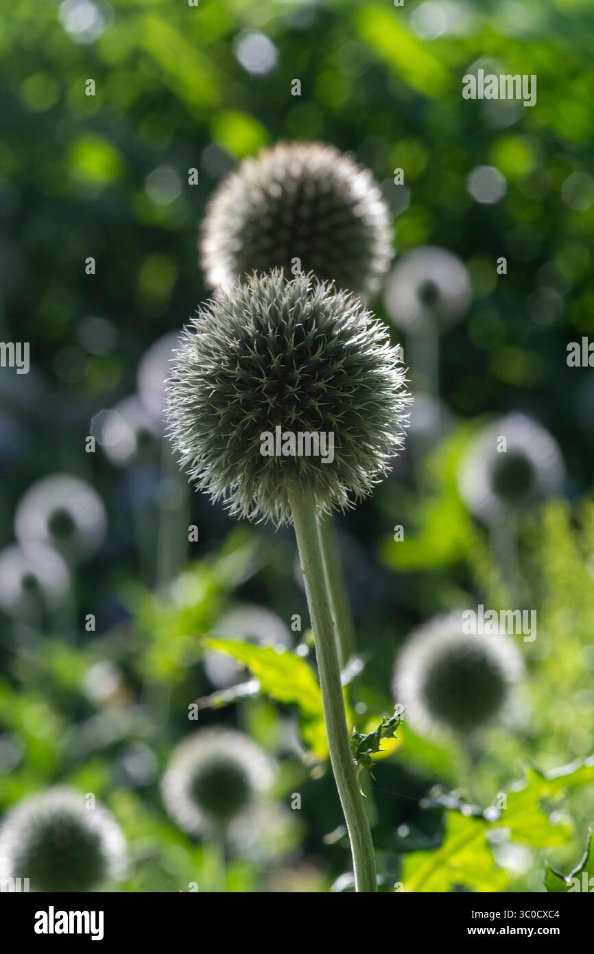 Sfera glandolare con forte luce solare e effetto bokeh Foto Stock