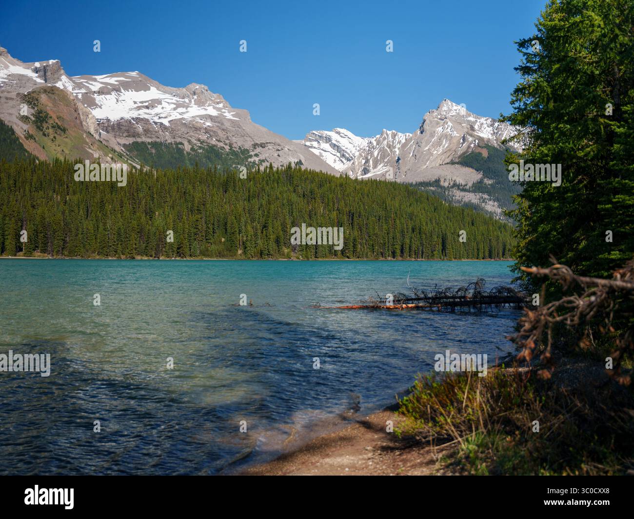 Vista del lago turchese Maligne con una pineta sul lato destro e vette innevate sullo sfondo, situate nel Parco Nazionale di Jasper Foto Stock