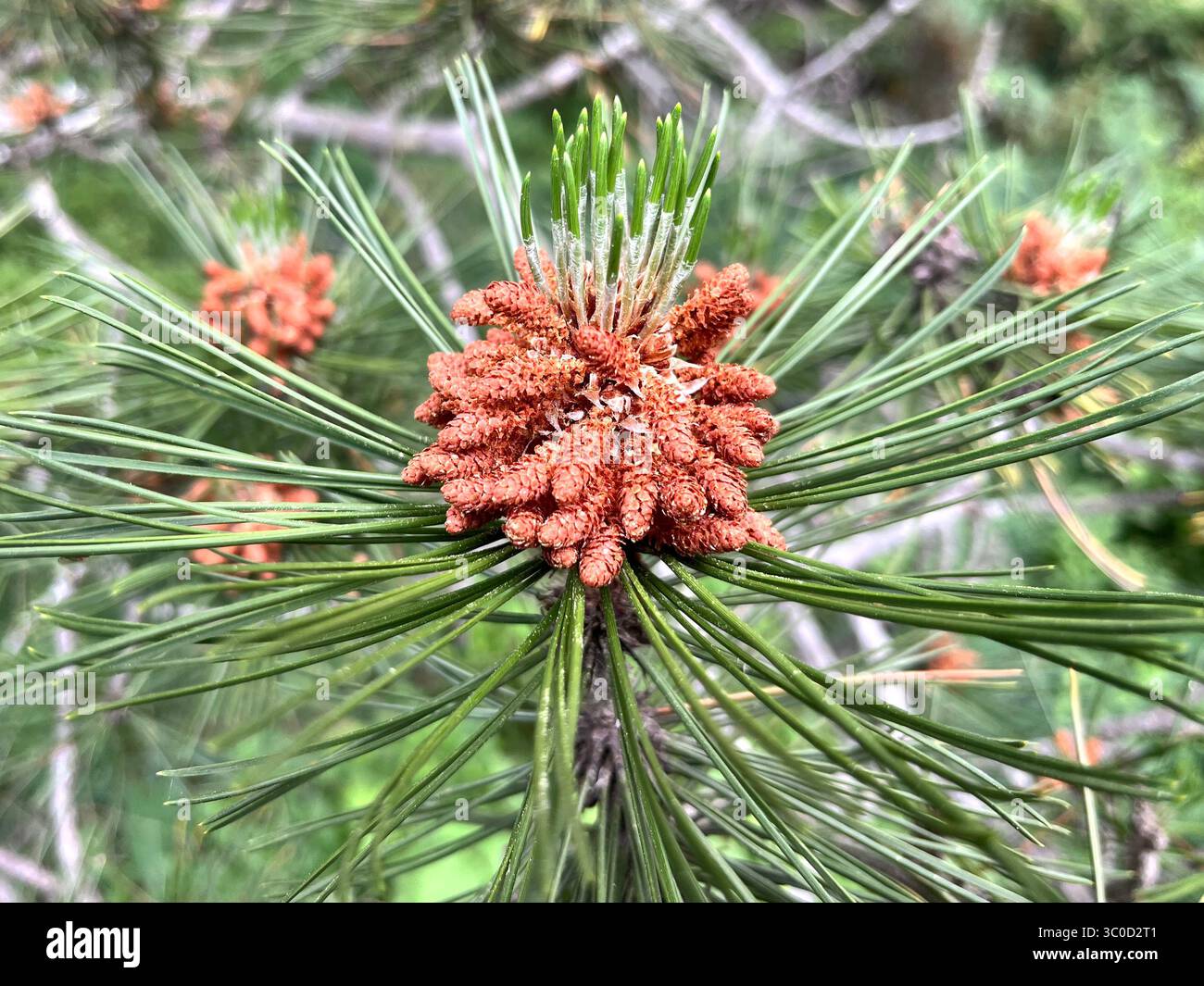 Coni di polline maschi che si sviluppano su un ramo di pino bosniaco (Pinus heldreichii), mostrando la fase riproduttiva iniziale di questa conifera di montagna dei Balcani - Immagine stock catturata con smartphone