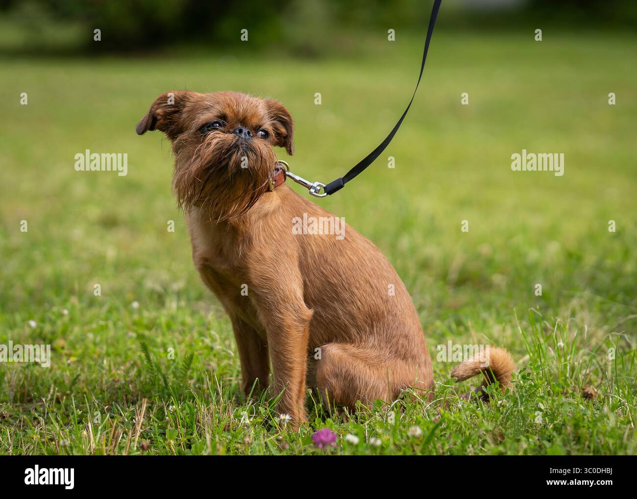 Griffon belga. Divertente Griffon Belge cane di razza seduto sul prato. Foto Stock