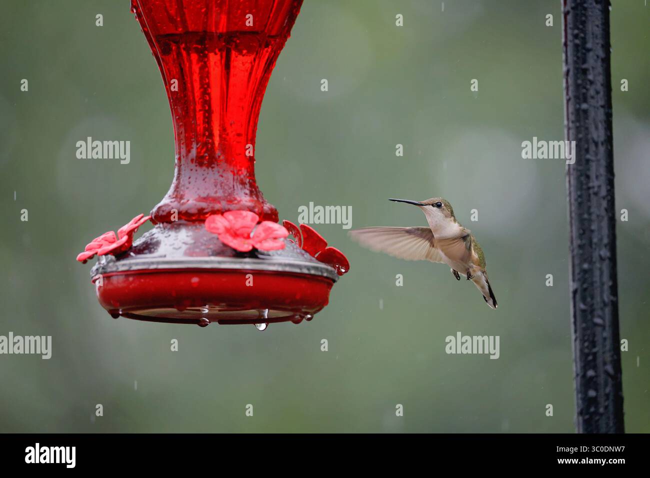 Femmina colibrì in gola rubina che visita un mangiatoia di nettare colibrì. Foto Stock