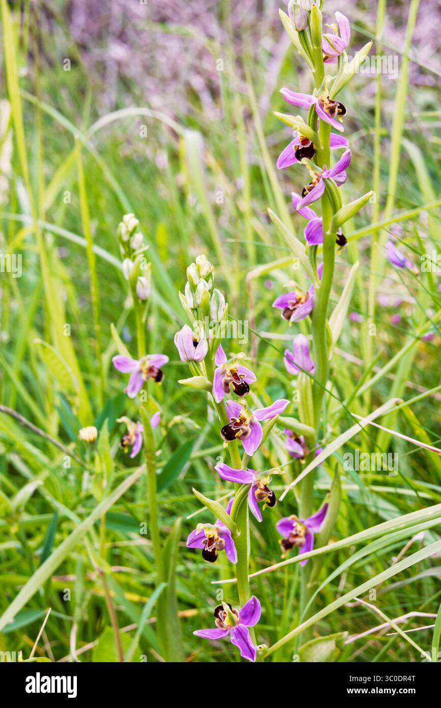 Fiori di orchidee che fioriscono su un prato in estate Foto Stock