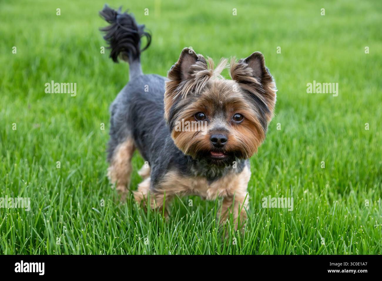 In un vivace parco, un piccolo cane con un cappotto soffice esplora felicemente la lussureggiante erba verde mentre ti godi un pomeriggio di sole. Il cane è giocoso de Foto Stock