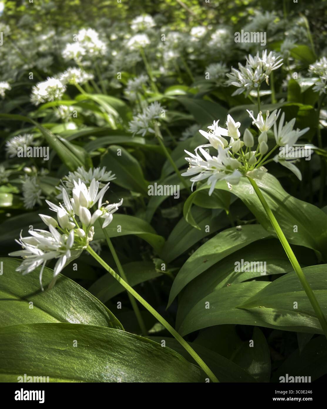 Vista dei fiori selvatici all'aglio in fiore tra foglie verdi vivaci, un tappeto di bellezza naturale sotto la luce del sole appannata, una tranquilla scena primaverile, Bodmin, Foto Stock