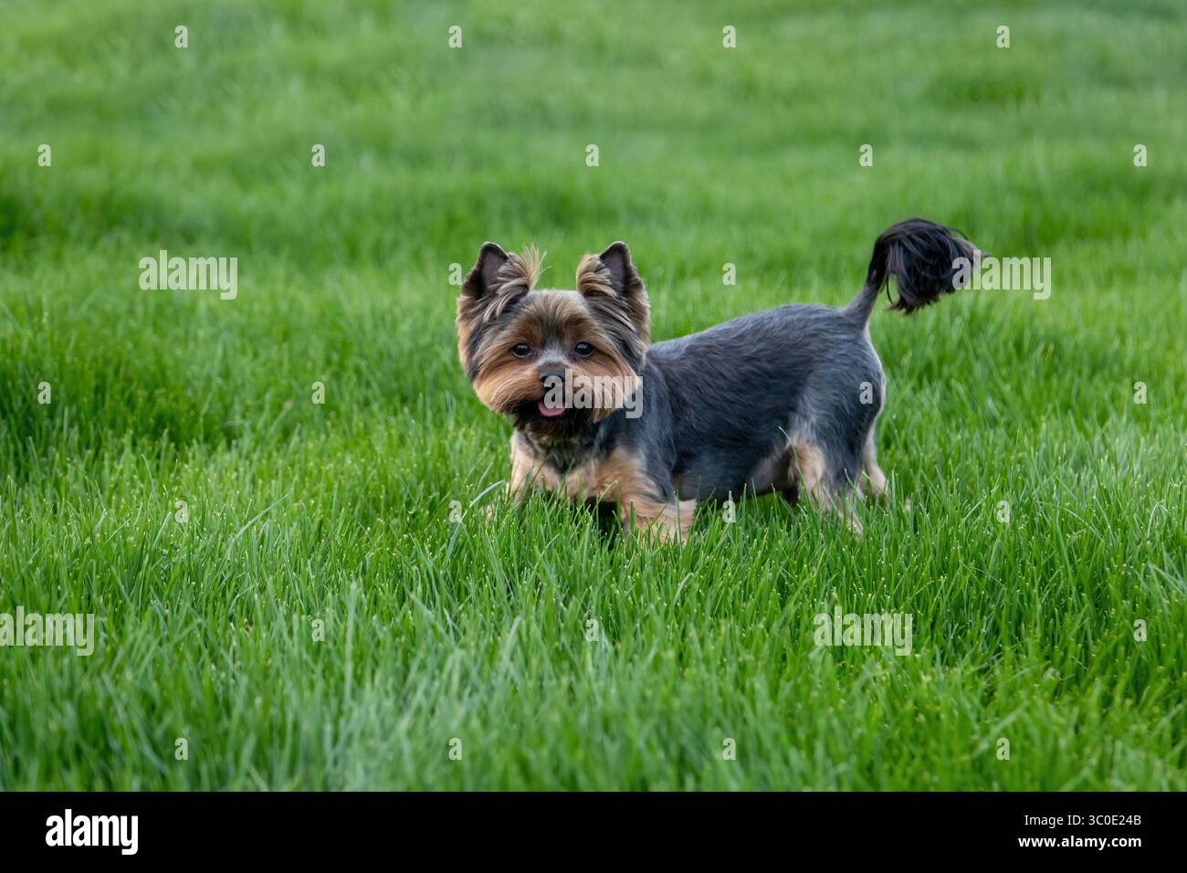 Un piccolo e giocoso cane con un cappotto marrone e nero esplora con gioia un vivace prato verde sotto il cielo azzurro. L'atmosfera giocosa suggerisce un caldo Foto Stock