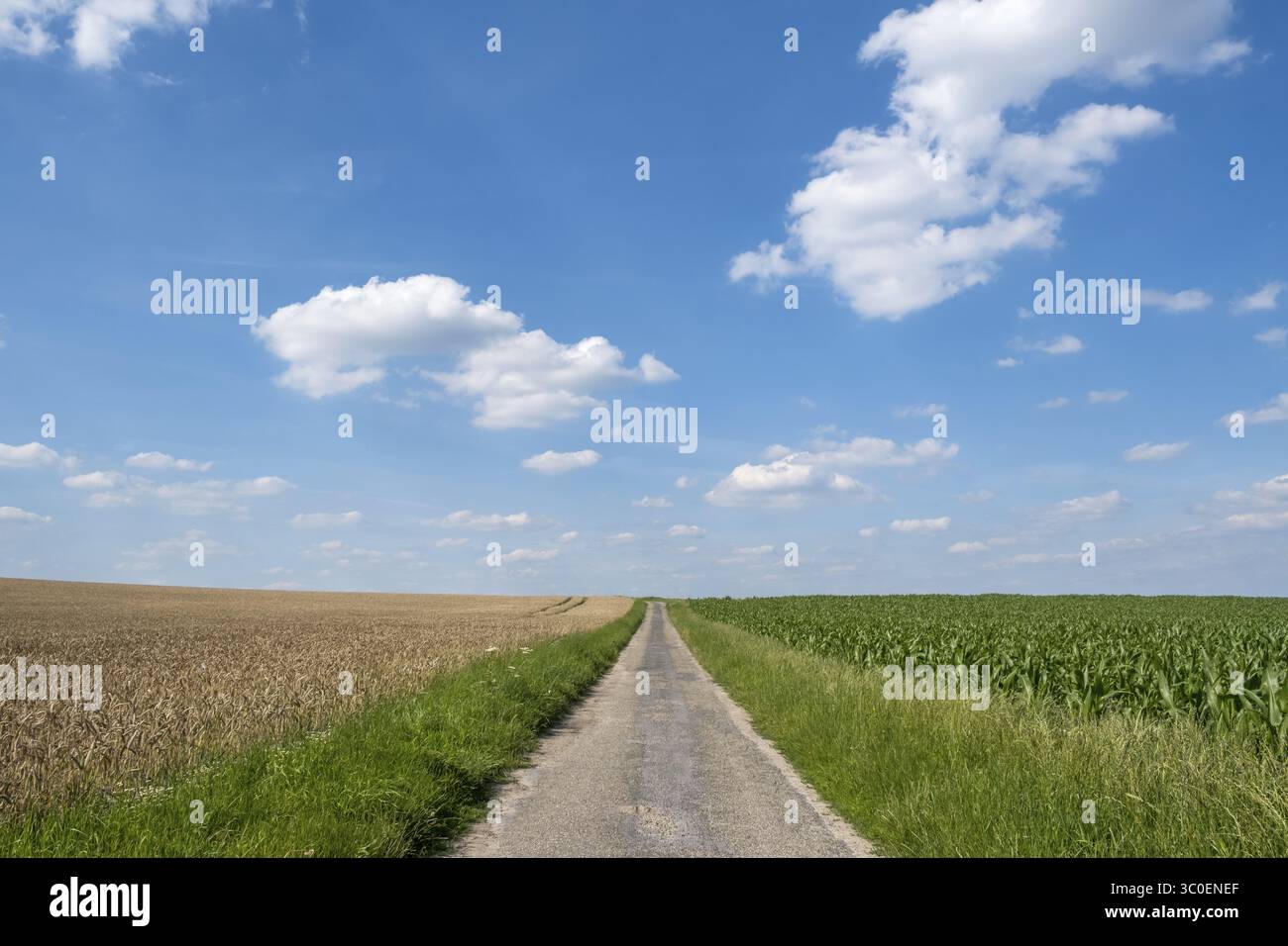 Una stretta corsia di campagna tra un campo di mais e un campo di mais sotto un cielo blu con nuvole, Muensterland, Renania settentrionale-Vestfalia, Germania Foto Stock