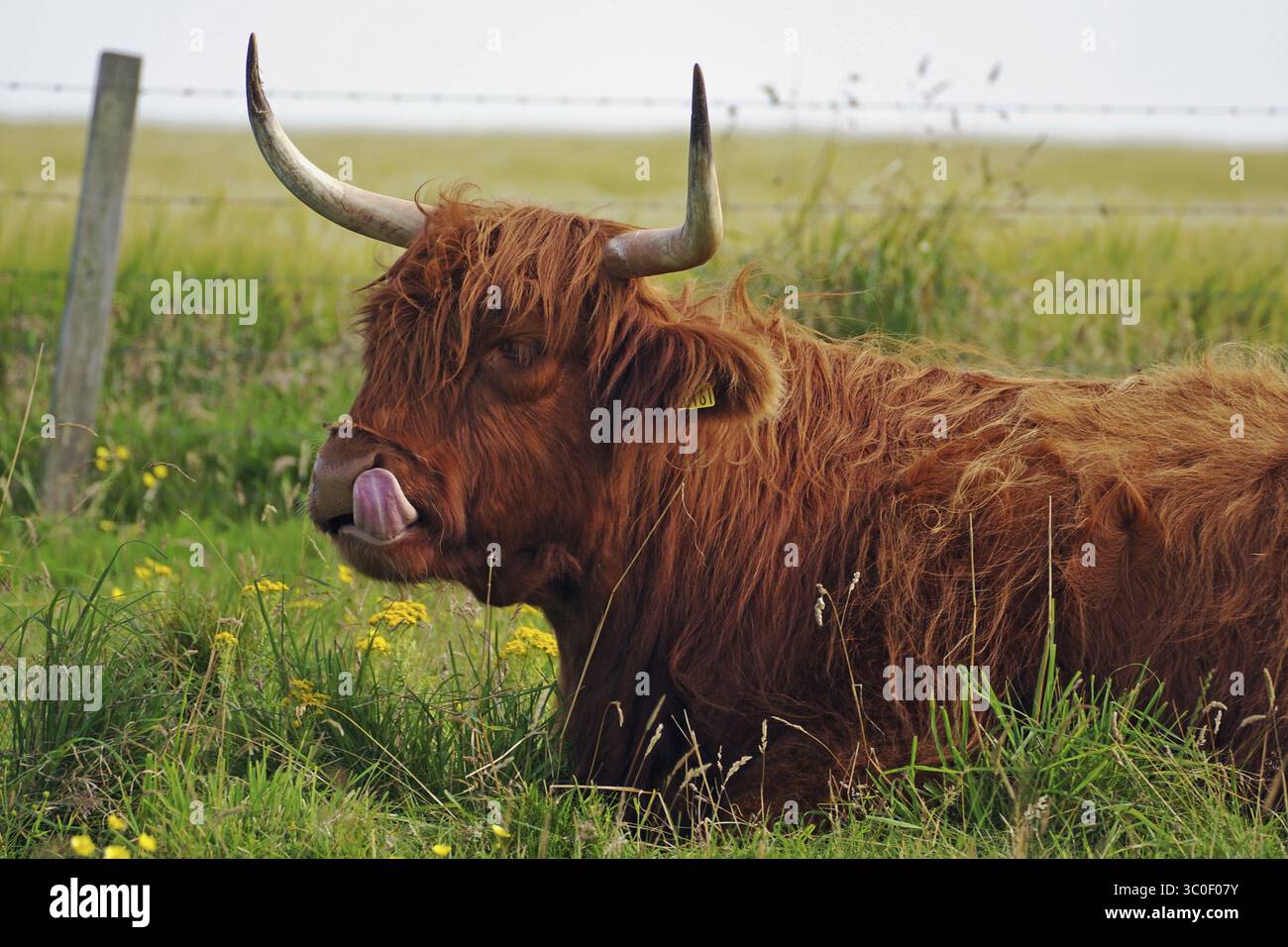 Il bestiame dai capelli lunghi su un pascolo verde sembra calmo e pacifico, umorismo, lingua strisciante, bestiame delle Highlands, stenosi, terraferma, Isole Orcadi, Scot Foto Stock