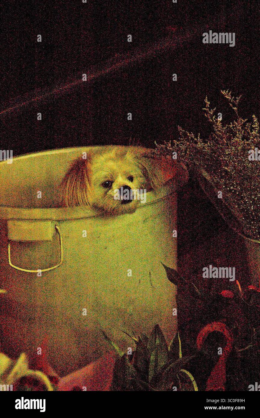 Cibo, cane in secchio, impostazione iso ultra elevata, simulazione di una vernice Foto Stock