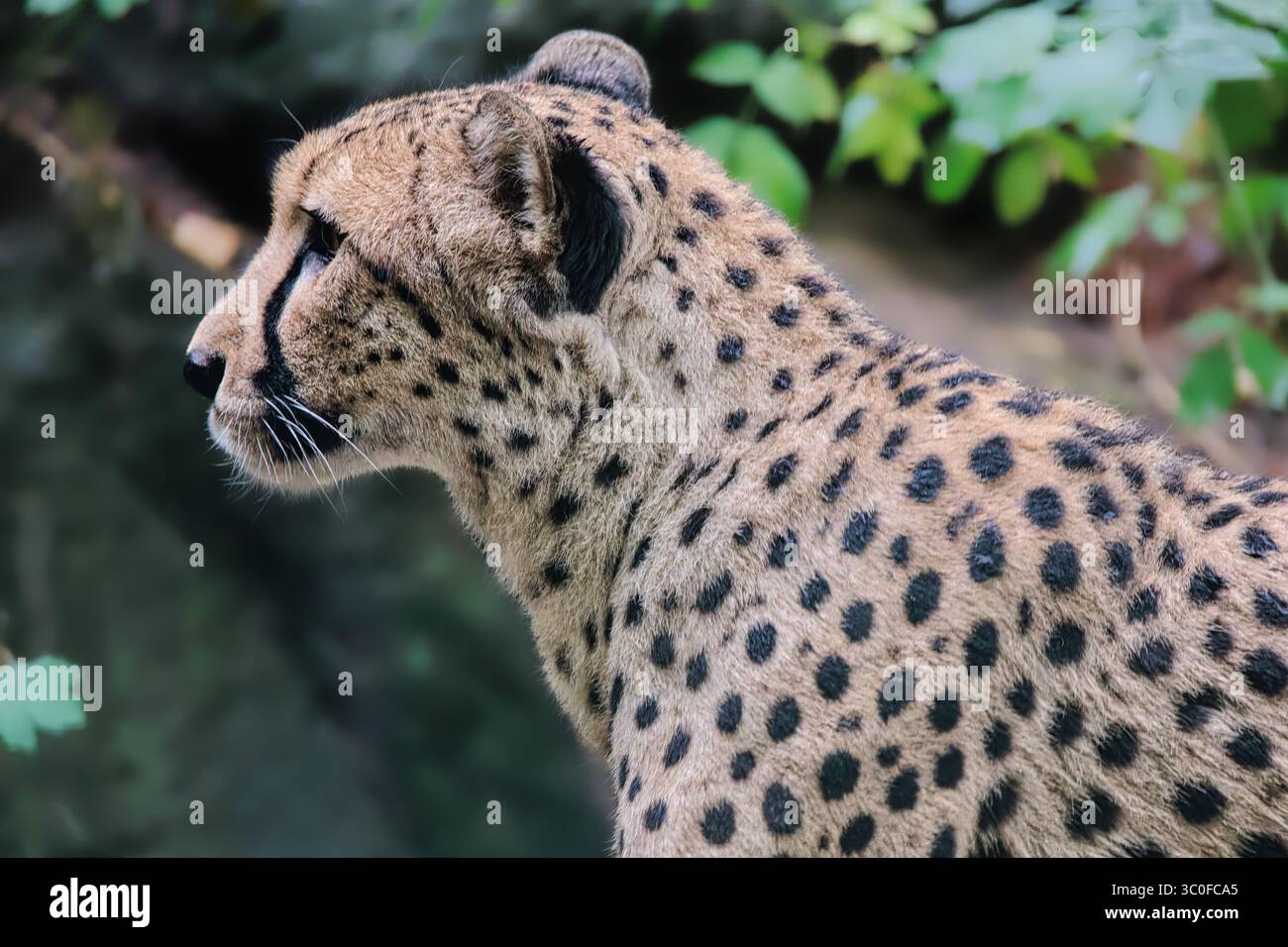ritratto della natura selvaggia di un ghepardo Foto Stock