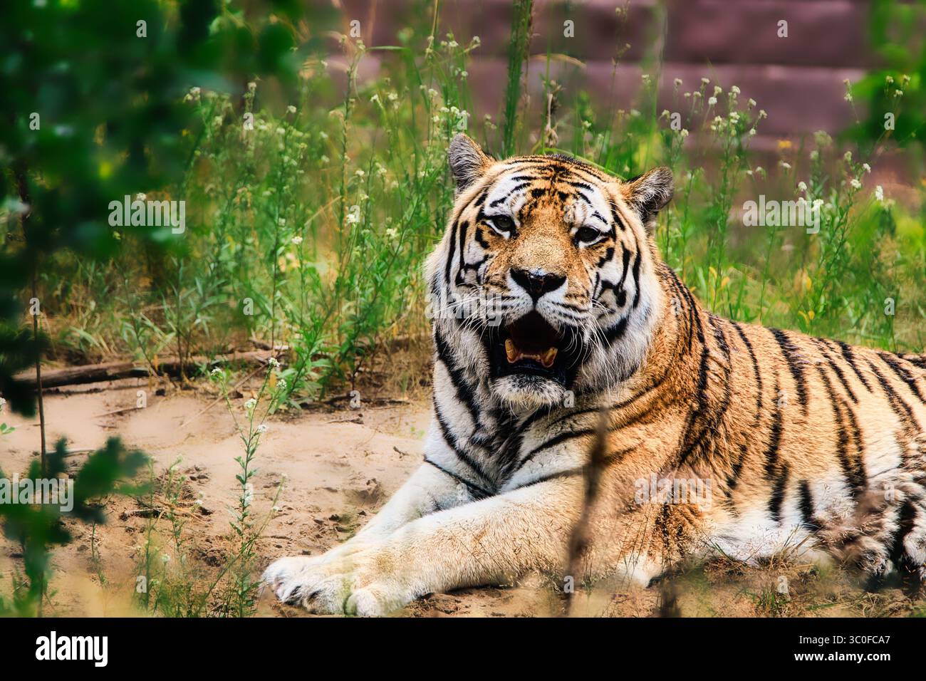tigre nella natura selvaggia dello zoo Foto Stock