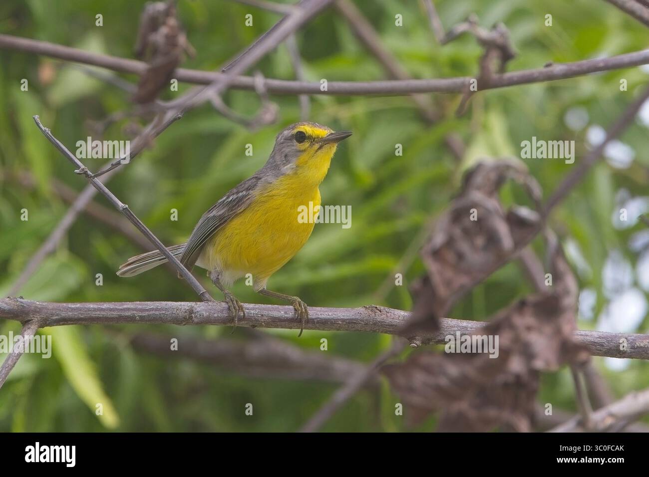Barbuda Warbler (Setophaga subita), un maschio, un uccello endemico dell'isola caraibica di Barbuda, Antigua e barbuda, Indie occidentali. Foto Stock