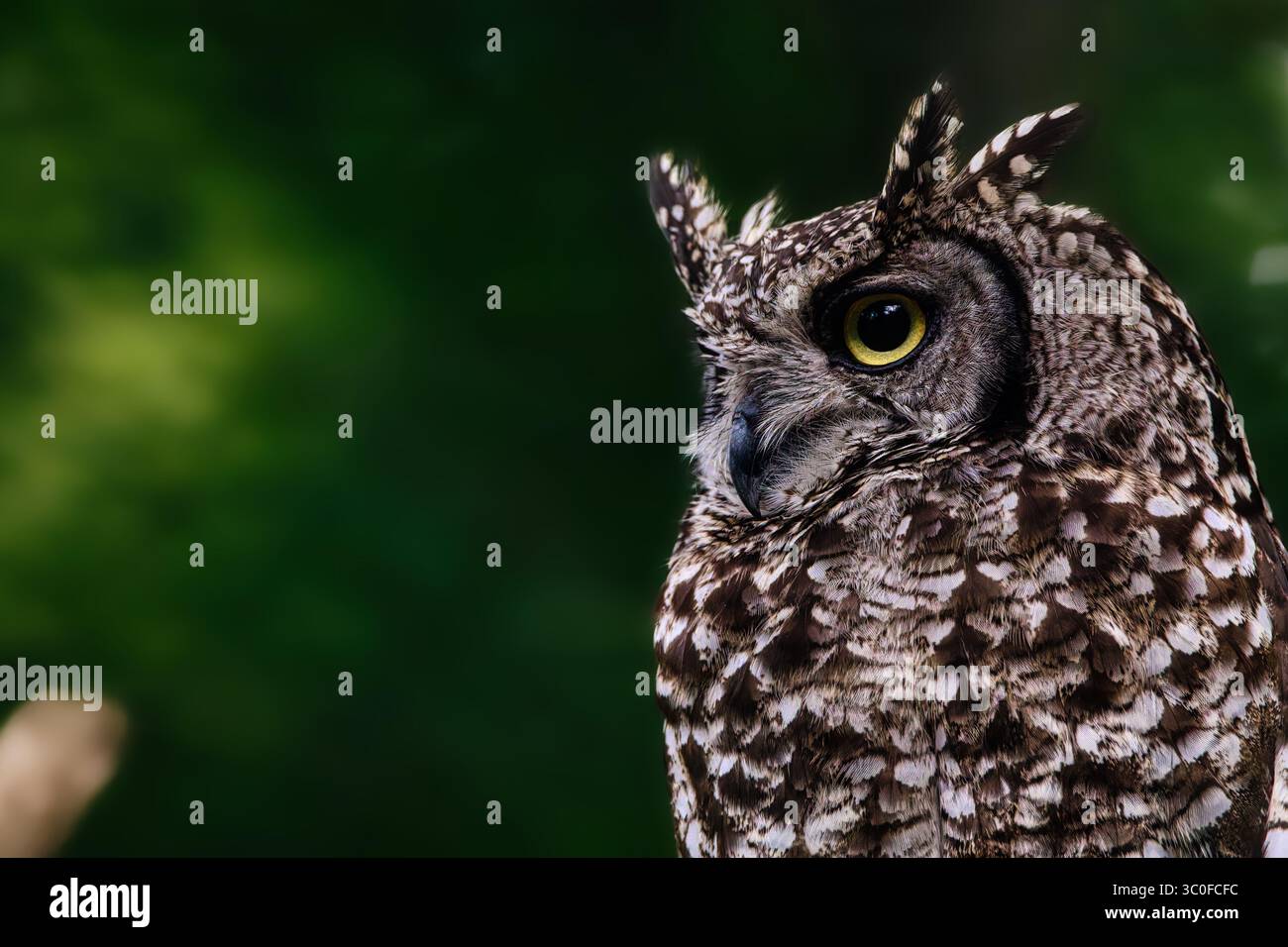 Il gufo ritrae le creature della fauna notturna cacciatore notturno nella foresta Foto Stock