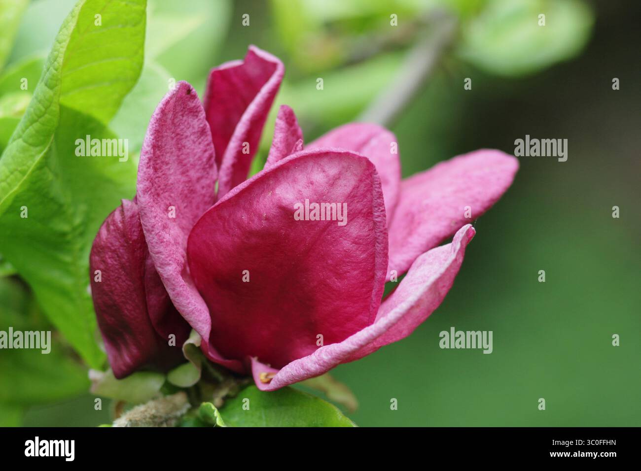 Magnolia Genie, albero ornamentale in fiore con profondi fiori Bordeaux in un giardino boschivo inglese. Foto Stock