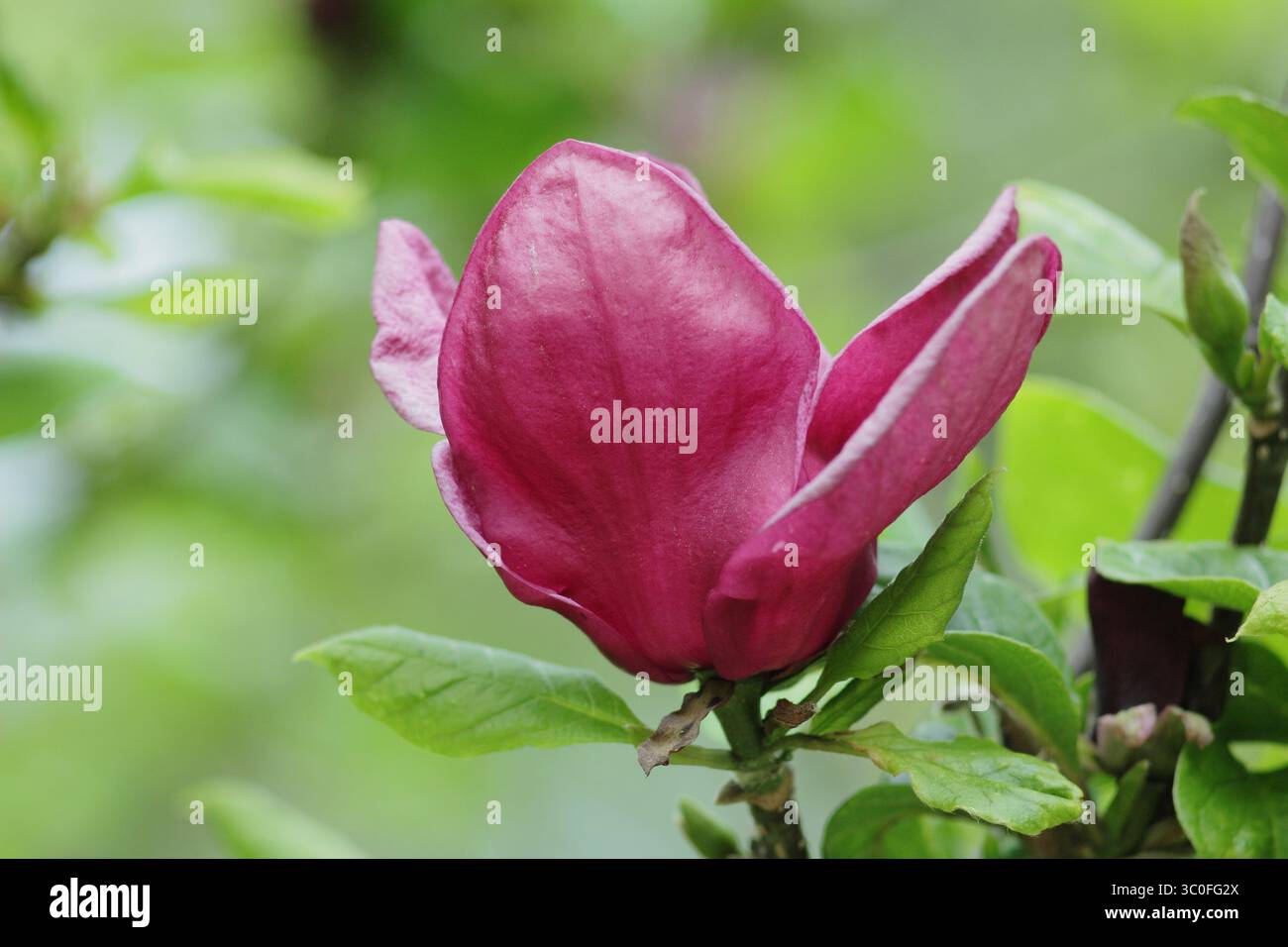 Magnolia Genie, albero ornamentale in fiore con profondi fiori Bordeaux in un giardino boschivo inglese. Foto Stock