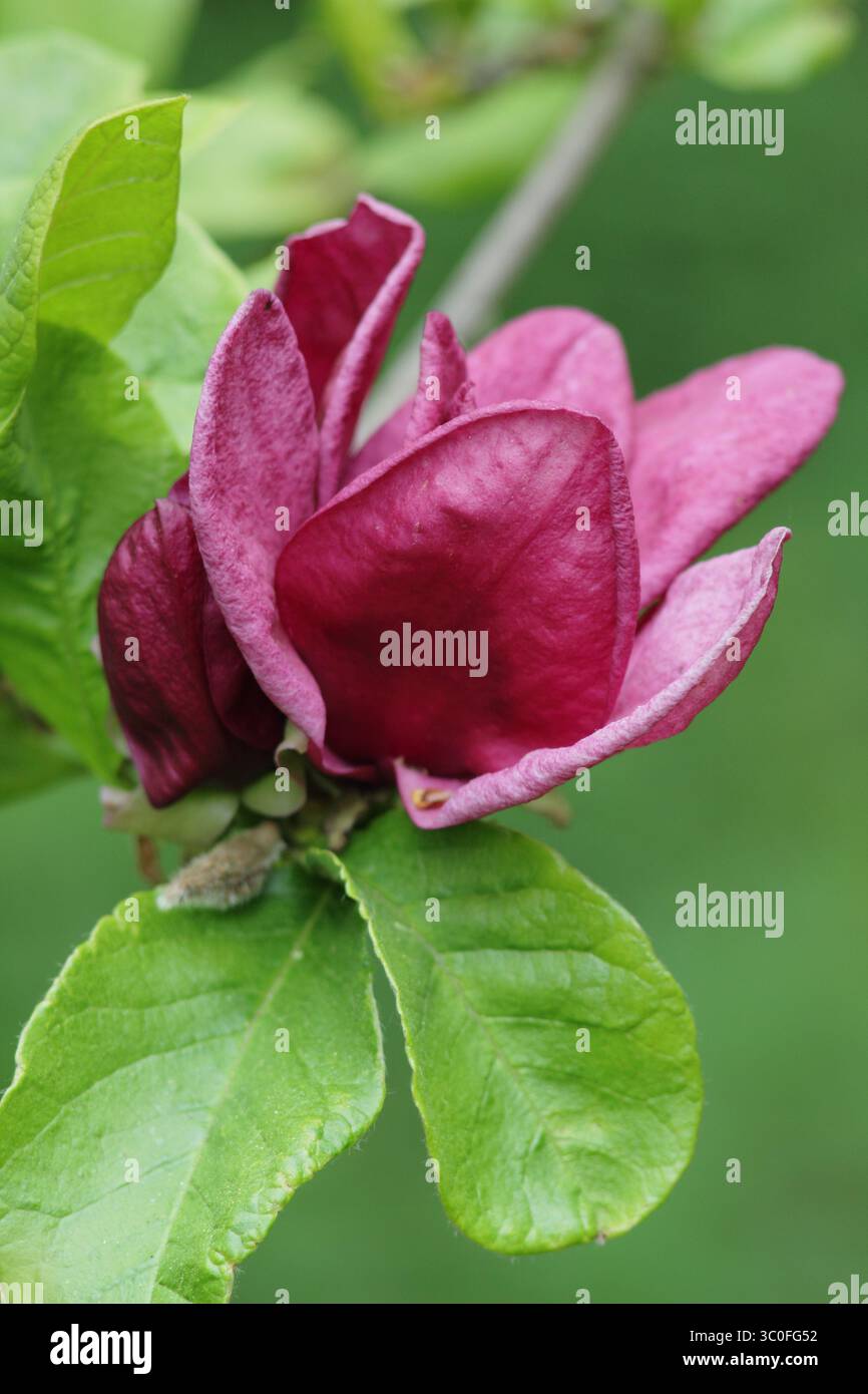 Magnolia Genie, albero ornamentale in fiore con profondi fiori Bordeaux in un giardino boschivo inglese. Foto Stock