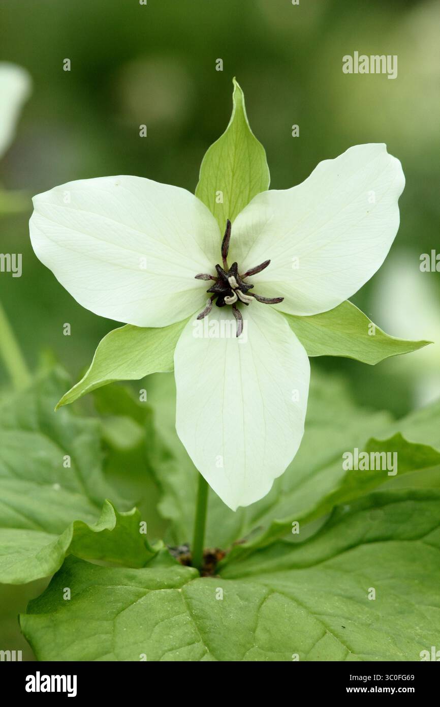 Trillium Simile, o Jewelled Wake-robin, con tre petali bianchi e centro viola in un giardino all'inglese. REGNO UNITO Foto Stock