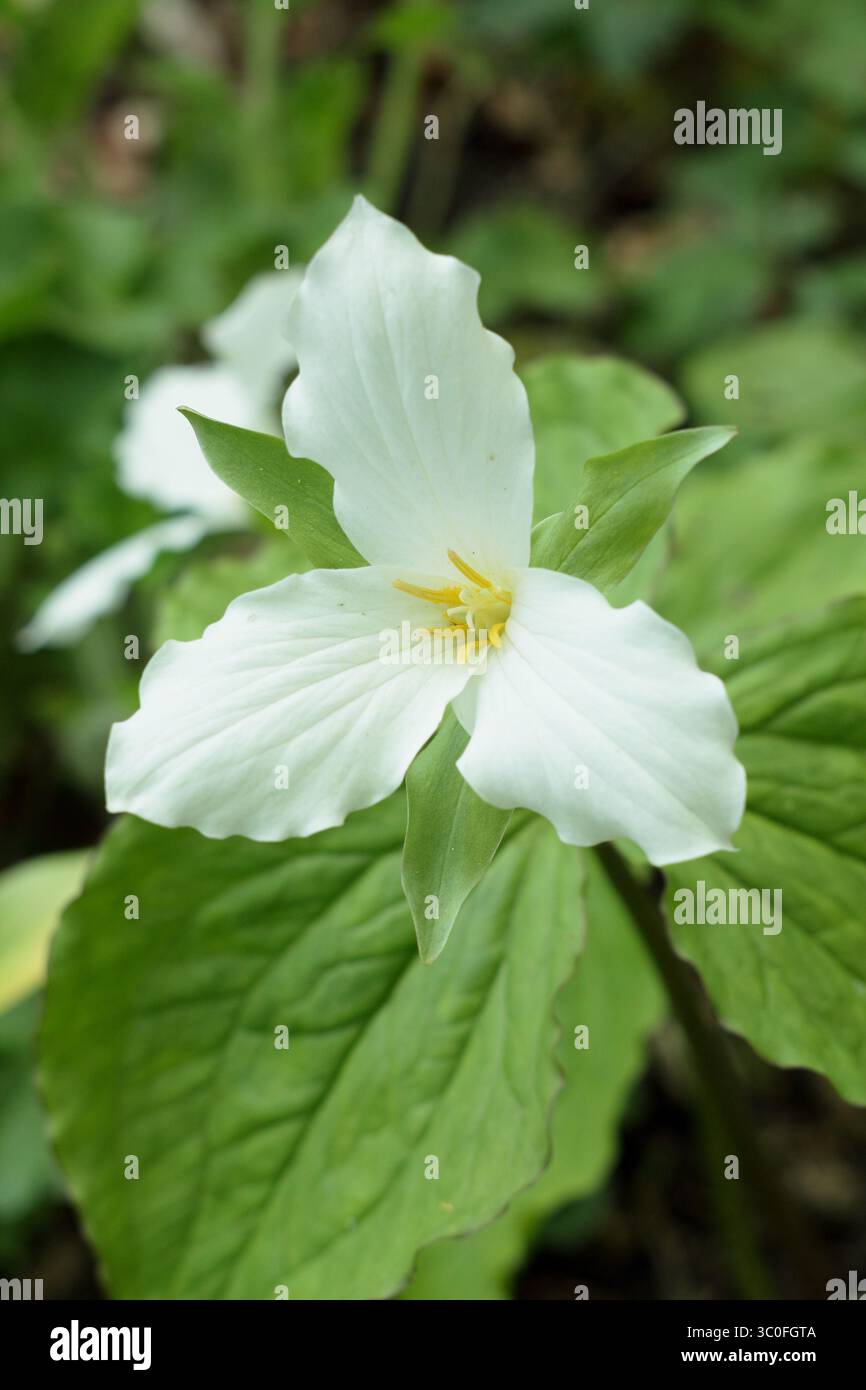 Trillium Grandiflorum, chiamato anche robin americano, in un giardino inglese di boschi. REGNO UNITO Foto Stock