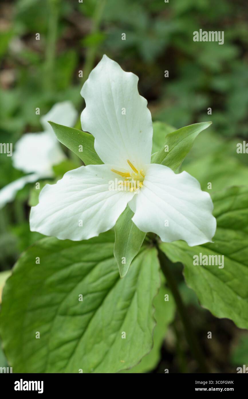 Trillium Grandiflorum, chiamato anche robin americano, in un giardino inglese di boschi. REGNO UNITO Foto Stock