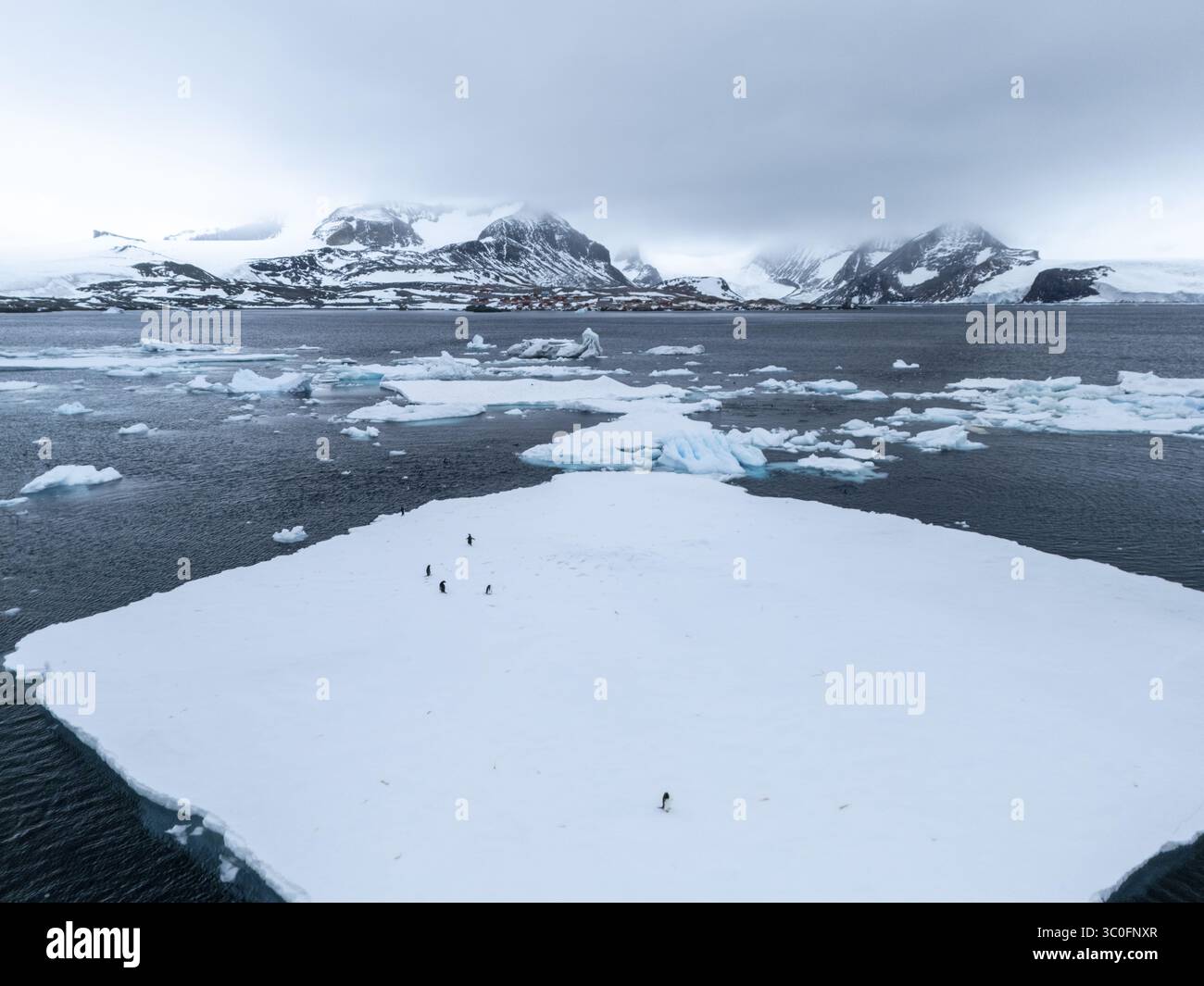 Vista aerea dei pinguini che si innalzano su un vasto e incontaminato pavimento di ghiaccio bianco sullo sfondo delle montagne innevate dell'isola di Seymour, l'Antartide. Foto Stock