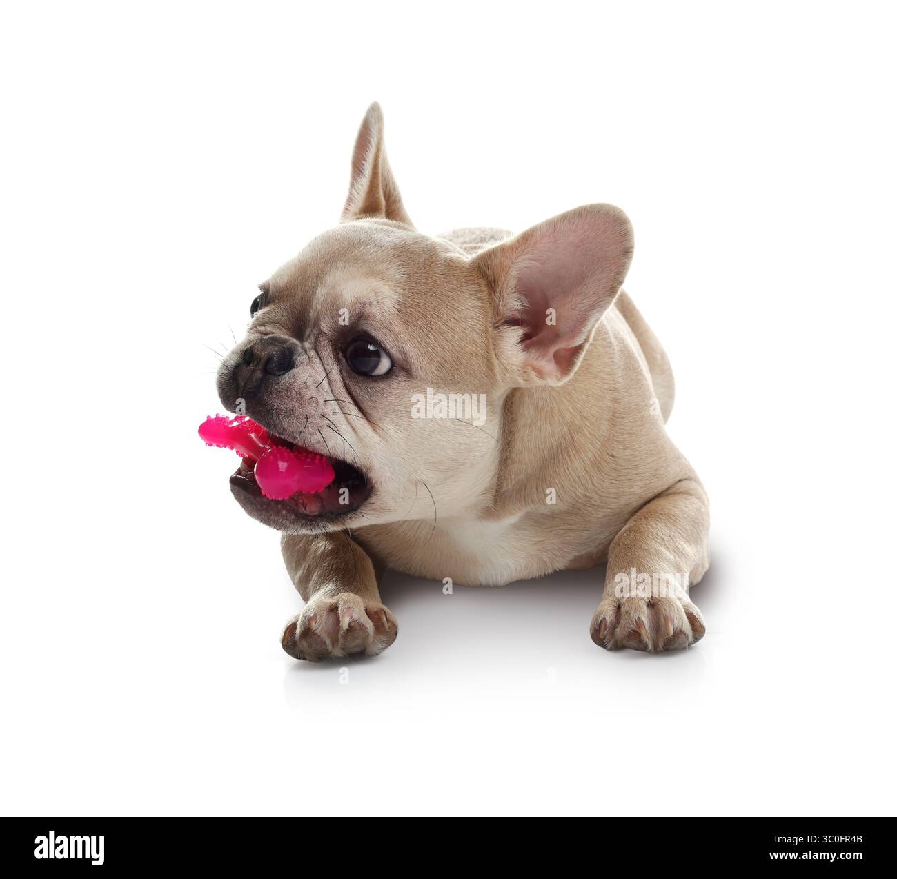 Adorabile bulldog francese con giocattolo per animali su sfondo bianco Foto Stock