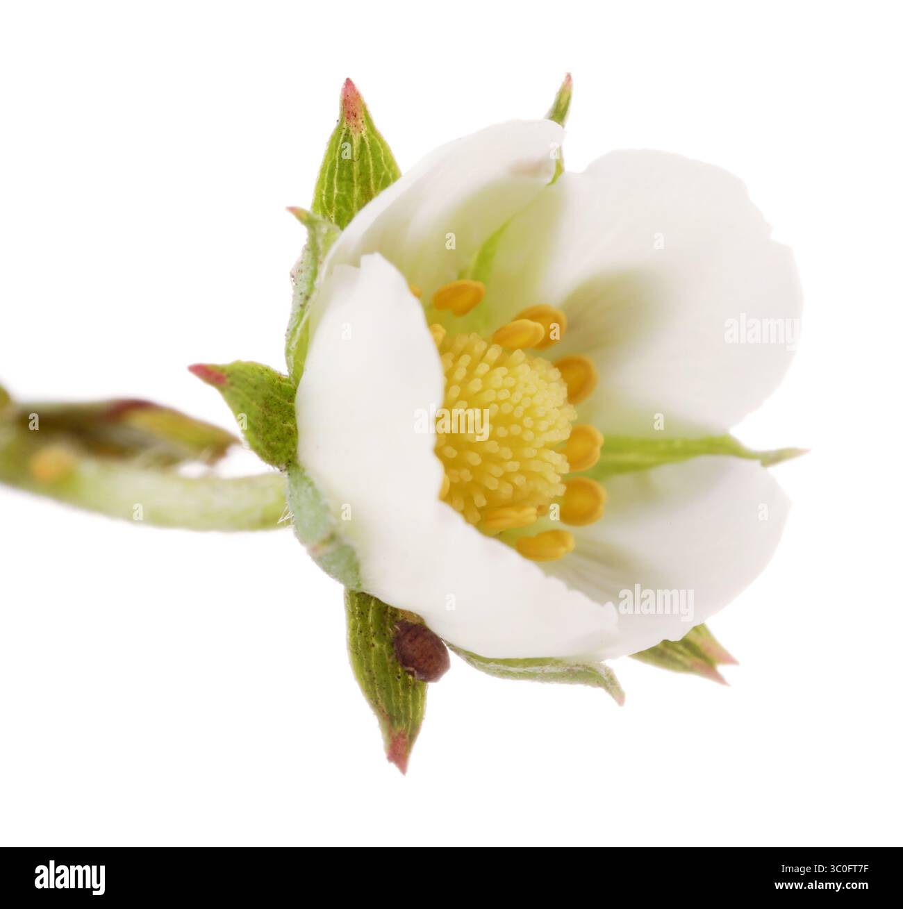 Un bellissimo fiore di fragole isolato su bianco Foto Stock