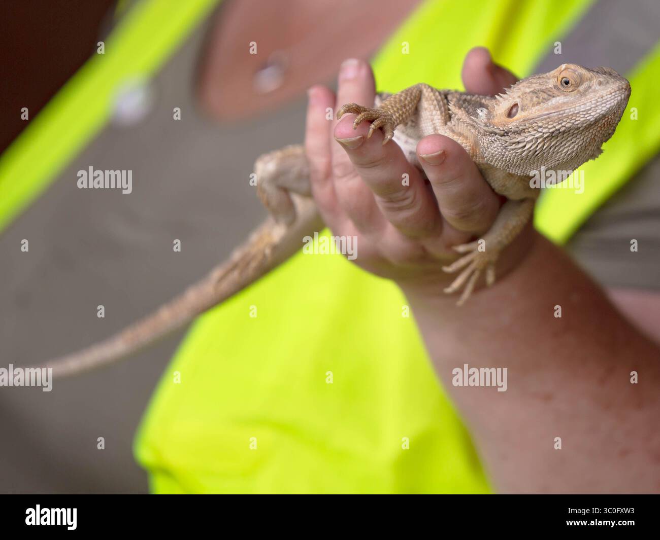 Drago barbuto tenuto da un individuo che indossa un giubbotto di sicurezza ad alta visibilità durante un evento educativo all'aperto con animali. Animali esotici dei rettili in mostra Foto Stock