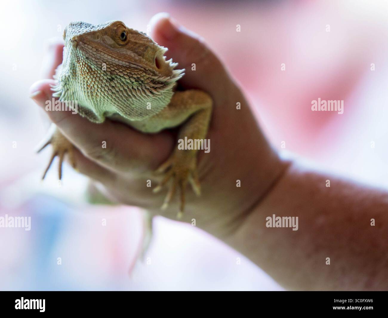 Lucertola drago barbuto tenuta da un bambino durante un incontro educativo con animali. Primo piano di rettili esotici con scaglie testurizzate. Foto Stock