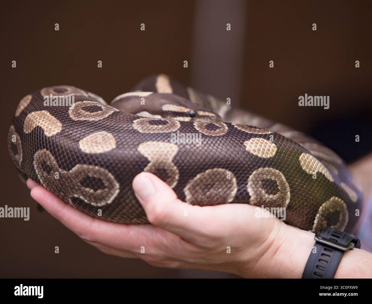 Serpente palla pitone riposa tranquillamente in mani umane durante un incontro educativo con la fauna selvatica. Primo piano di serpenti esotici avvolti con dettagli in scala visibile. Foto Stock