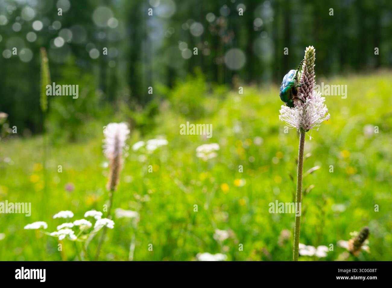 Scarabei rosa dorati, insetti, Cetoniinae o scarabei a foglia, color rame con una lucentezza verde. Cetonia aurata su un prato naturale in Slovenia. Foto Stock